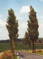 Peuplier d'Italie. Plante. Cliquer pour agrandir l'image.