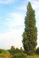 Peuplier d'Italie. Plante. Cliquer pour agrandir l'image.