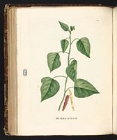 Peuplier d'Italie. Planche d'identification Saint-hilaire. Cliquer pour agrandir l'image.
