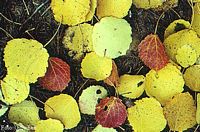 Peuplier tremble. Feuilles mortes. Cliquer pour agrandir l'image.
