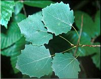 Peuplier tremble. Feuilles. Cliquer pour agrandir l'image.