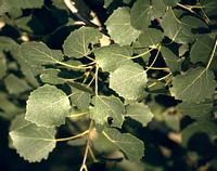 Peuplier tremble. Feuilles. Cliquer pour agrandir l'image.