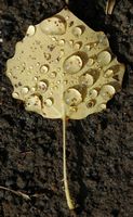 Peuplier tremble. Feuille en automne, Montlosier. Cliquer pour agrandir l'image.