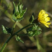 Picride fausse-vipérine, Fleur de picride fausse-vipérine. Cliquer pour agrandir l'image.