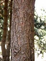 Pin à crochets. Écorce. Cliquer pour agrandir l'image.