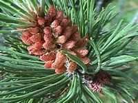 Pin à crochets. Fleurs mâles. Cliquer pour agrandir l'image.