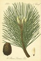 Pin laricio. Planche d'identification Naumann. Cliquer pour agrandir l'image.