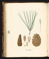 Pin laricio. Planche d'identification Saint-hilaire. Cliquer pour agrandir l'image.