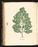 Pin laricio. Planche d'identification Saint-hilaire. Cliquer pour agrandir l'image.