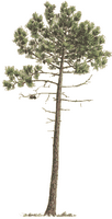 Pin maritime. Dessin de la plante. Cliquer pour agrandir l'image.