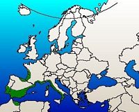 Pin maritime. Répartition. Cliquer pour agrandir l'image.