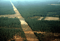 Pin maritime. Landes de gascogne. Cliquer pour agrandir l'image.