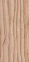 Pin maritime. Bois en coupe longitudinale. Cliquer pour agrandir l'image.