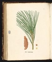Pin maritime. Planche d'identification Saint-hilaire. Cliquer pour agrandir l'image.
