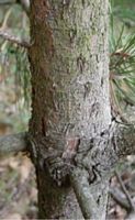 Pin noir d'Autriche. Tronc. Cliquer pour agrandir l'image.