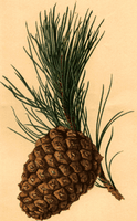 Pin parasol. Dessin. Cliquer pour agrandir l'image.