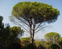 Pin parasol. Plante. Cliquer pour agrandir l'image.