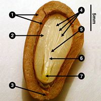 Pin parasol. Graine. Cliquer pour agrandir l'image.