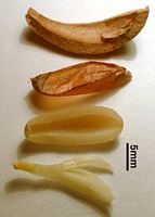 Pin parasol. Graine dissection. Cliquer pour agrandir l'image.