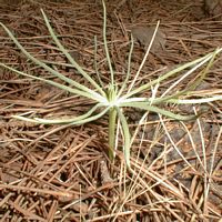 Pin parasol. Graine germination. Cliquer pour agrandir l'image.
