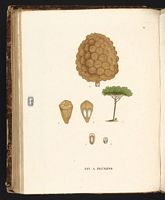 Pin parasol. Planche d'identification Saint-hilaire. Cliquer pour agrandir l'image.