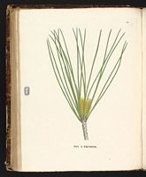 Pin parasol. Planche d'identification Saint-hilaire. Cliquer pour agrandir l'image.