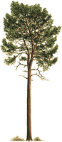 Pin sylvestre. Dessin de la plante. Cliquer pour agrandir l'image.