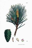 Pin sylvestre. Dessin d'identification. Cliquer pour agrandir l'image.