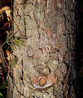 Pin sylvestre. Écorce. Cliquer pour agrandir l'image.