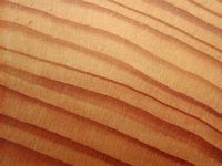 Pin sylvestre. Bois en coupe radiale. Cliquer pour agrandir l'image.
