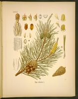 Pin sylvestre. Dessin d'identification. Cliquer pour agrandir l'image.