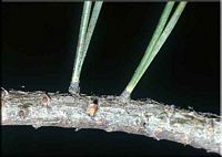 Pin sylvestre. Branche. Cliquer pour agrandir l'image.