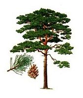 Pin sylvestre. Dessin. Cliquer pour agrandir l'image.
