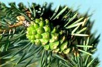 Pin sylvestre. Cône. Cliquer pour agrandir l'image.