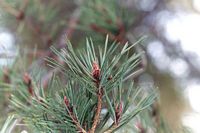 Pin sylvestre. Aiguilles. Cliquer pour agrandir l'image.