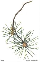 Pin sylvestre. Dessin. Cliquer pour agrandir l'image.