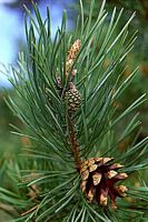Pin sylvestre. Rameau. Cliquer pour agrandir l'image.