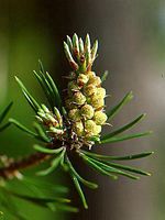Pin sylvestre. Fleur. Cliquer pour agrandir l'image.