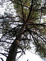Pin sylvestre. Houpier. Cliquer pour agrandir l'image.