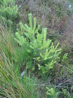 Pin sylvestre. Jeunes plantes. Cliquer pour agrandir l'image.