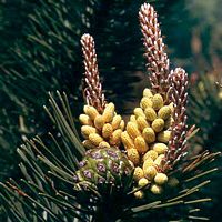 Pin sylvestre. Fleurs et cones. Cliquer pour agrandir l'image.