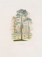 Pin sylvestre. Dessin. Cliquer pour agrandir l'image.