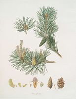 Pin sylvestre. Planche. Cliquer pour agrandir l'image.