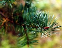 Pin sylvestre. Rameau. Cliquer pour agrandir l'image.