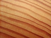 Pin sylvestre. Bois en coupe radiale. Cliquer pour agrandir l'image.