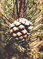 Pin sylvestre. Cônes. Cliquer pour agrandir l'image.