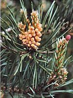 Pin sylvestre. Cônes. Cliquer pour agrandir l'image.