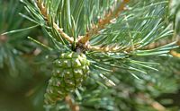 Pin sylvestre. Cône vert Orcines. Cliquer pour agrandir l'image.