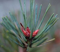 Pin sylvestre. Fleurs Aux Roches. Cliquer pour agrandir l'image.