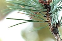Pin sylvestre. Feuille. Cliquer pour agrandir l'image.